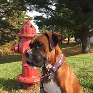 Meet your Posher, Molly